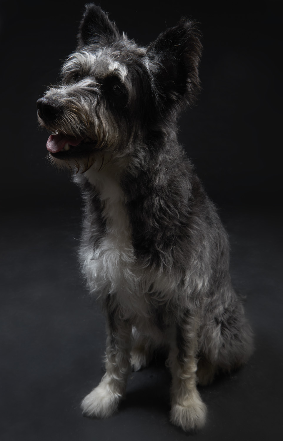 PERROS0257