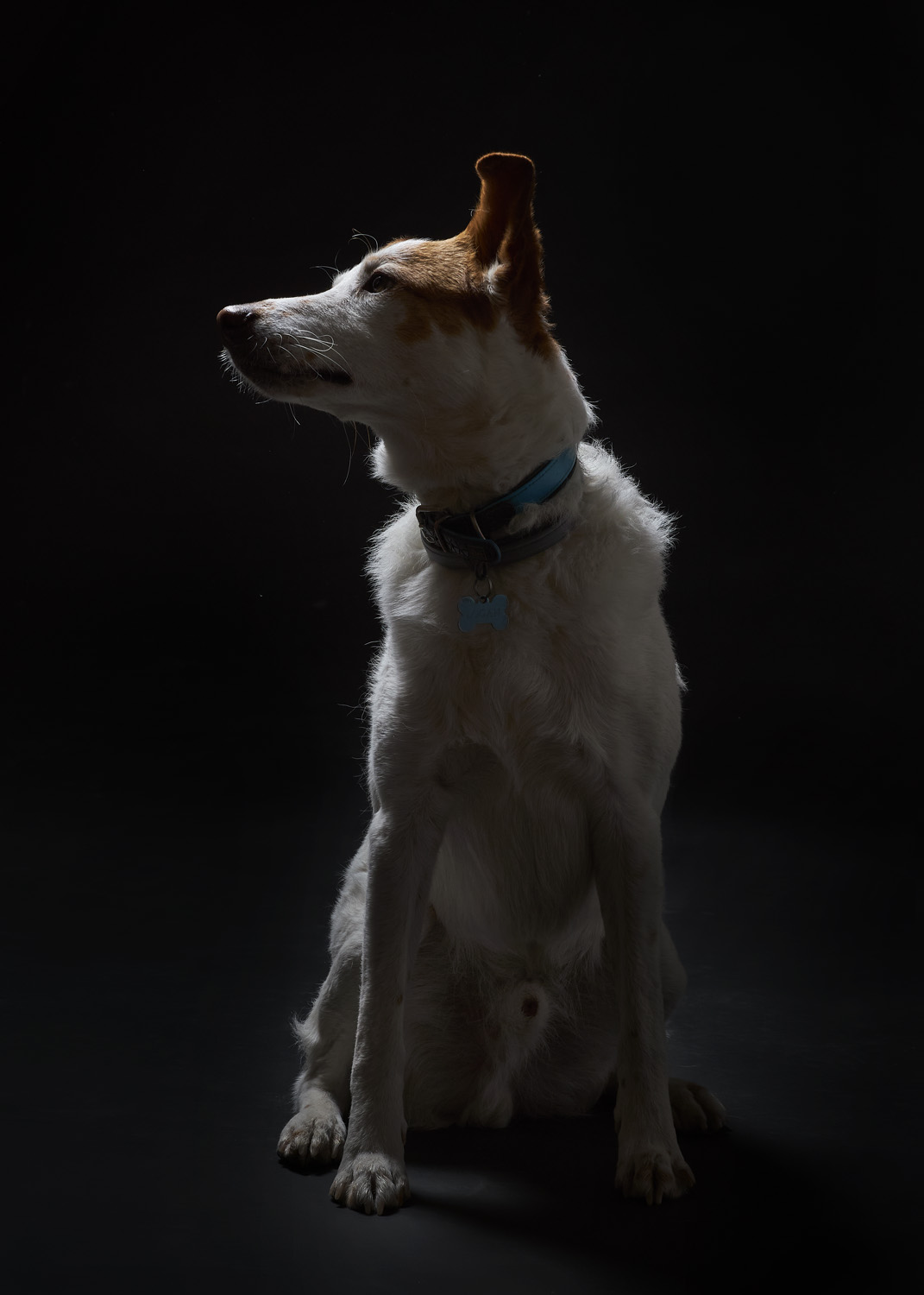 PERROS4317